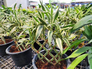 Dracaena Sanderiana, iyi şans getirdiğine inanılan çalı tipi bir süs bitkisi. Servet getirecek Gövde güzel desenler örülebilir.