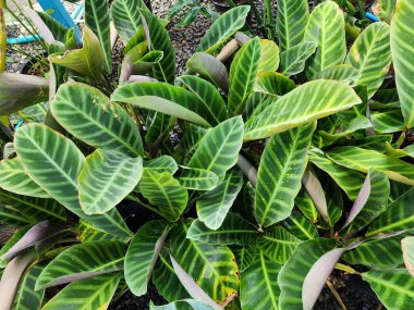 Calathea zebrina süs bitkisidir. Alternatif koyu yeşil ve açık yeşil çizgili tek yapraklar zebra çizgilerine benziyor. Brezilya 'ya özgü. Halk arasında süs bitkisi olarak yetişir..