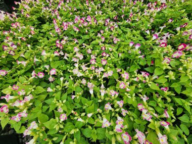 Torenia FournieriLinden dalların sonunda kümeler halinde büyüyen kısa ömürlü bir bitkidir. Birçok renk vardır ve genellikle süs bitkisi olarak yetişir..