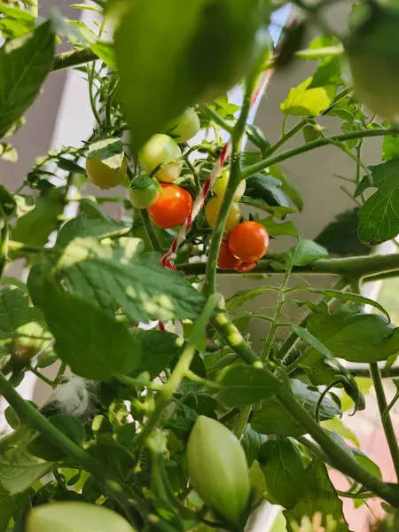 Cherry Tomatoes are bright red fruits, small round in shape, and have a sweet and sour taste. The flesh is firm and has a different aroma. And has high levels of beta-carotene, vitamin C and vitamin E.