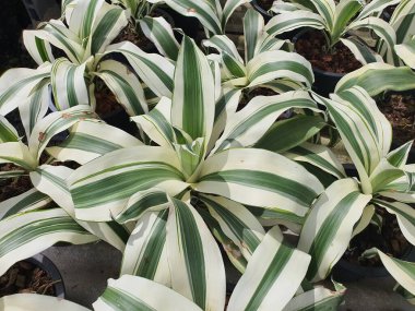 Dracaena tek yapraklı bir ağaç ya da çalıdır. Yeşil ve beyaz çizgileri vardır ve Nijerya ve Etiyopya 'ya özgüdür. Genel olarak süs bitkisi ve hava temizleme bitkisi olarak yetiştirilir..