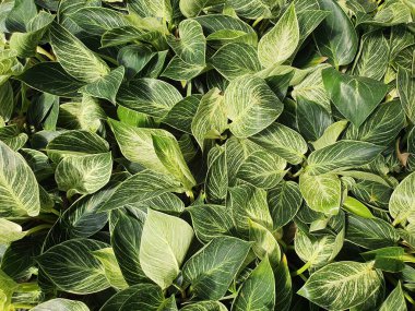 Philodendron Birkin saksılarda yetişen yavaş büyüyen, kompakt bir ağaçtır. Beyaz çizgili yeşil yapraklar. Hava temizleyici bir bitki..