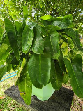 Philodendron Burle-Marxii otçul bir bitkidir. Havadan kökleri olan koyu yeşil yapraklar. Binanın dekoratif bitkilerinin iç kısımlarına yerleştirilmiş bir saksı bitkisi olarak dikilmiş, yaprak bitkileri kesilir.