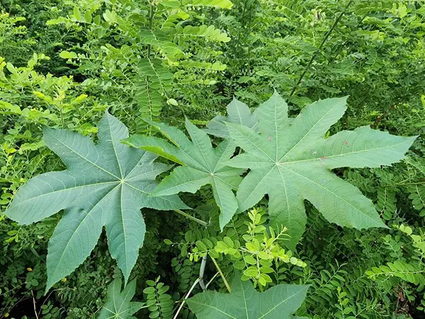 stock image Ricinus communis is a small shrub or tree. It has green stems and leaf petioles. The leaves are lobed. The leaves and roots are used as herbal medicine to treat disease. The seeds are poisonous.