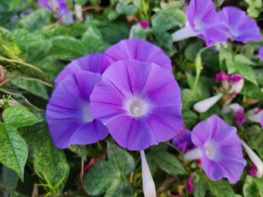 Ipomoea purpurea, kalp şeklinde yaprakları olan bir sarmaşıktır. Çiçekler beyaz, pembe, mor ve mavi yapraklar da dahil olmak üzere çeşitli renklerde gelir. Tohumlar müshil olarak kullanılıyor..