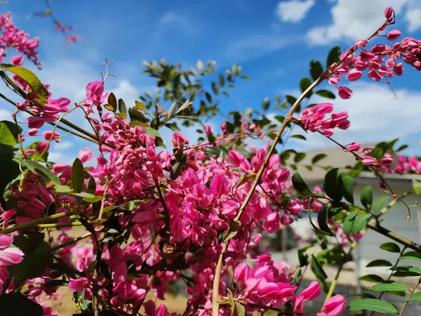 stock image Antigonon leptopus is a climbing vine with green branches and branched inflorescences. The flowers are small white or pink. It is grown on arches and as a hedge. The flowers are in beautiful clusters.