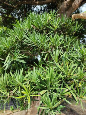 Podocarpus polystachyus, saksı bahçelerinde ve çitler boyunca süs ağacı olarak dikilmiş orta büyüklükte bir ağaçtır..