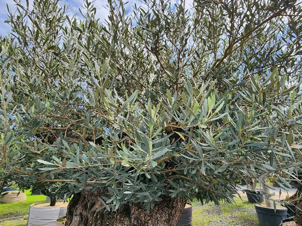 stock image Olea europaea is a popular ornamental plant. It is expensive and believed to bring wealth, success, prosperity, and advancement. It is used to make fragrant olive oil.