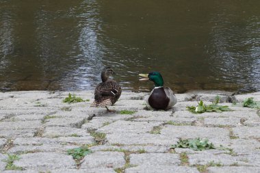 Anatidae, et ve yumurtaları için tüketilen evcil hayvanlardır. Okullarda suda yüzmeyi severler..