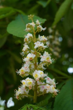 Aesculus hipocastanum büyük bir ağaçtır. Cilt yüzeyi arılar ve böcekler için bir nektar kaynağıdır ve geleneksel tıpta bir malzeme olarak kullanılır..