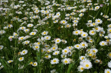 Chamaemelum şifalı bir bitkidir. Üretim, yaraları ve iltihabı iyileştirmek için gerekli bir yağ yapımında kullanılıyor. Çaya dönüştürülür, uyumaya yardımcı olur ve endişeleri azaltır..