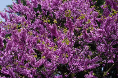 Cercis canadensis ya da Doğu Redbud, dallarında ve gövdesinde küçük pembe veya mor çiçekler bulunan uzun ömürlü bir ağaçtır. Tıbbi özellikleri var, ateşi düşürüyor ve salatalarda yenebilir..