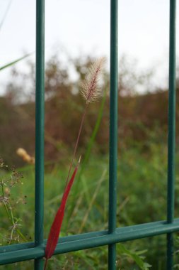 Setaria geniculate is a short-lived herbaceous plant that branches at the base of the plant. The inflorescence stalk is long and covered with fine red hairs. It is a weed that grows along fences. clipart