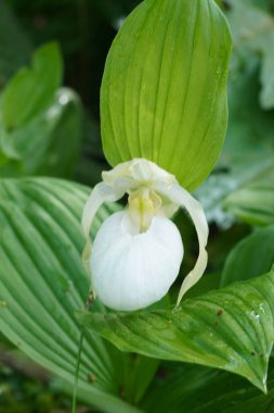 Cypripedium macranthos is a herbaceous plant with rhizomes. The inflorescences have red, pink, purple, and white flowers. It is a species of orchid. clipart