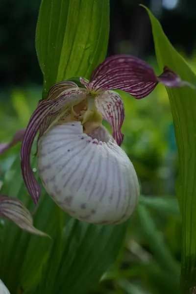 Cypripedium macranthos rhizomu olan bitkisel bir bitki. Kızılötesi görüntülerde kırmızı, pembe, mor ve beyaz çiçekler var. Bir orkide türüdür..