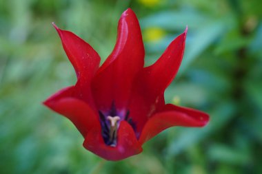 Laleler Hollanda 'nın sembolü olan bir kış çiçeğidir. Bir çok renkleri var ve evleri süslemek için kullanılıyorlar..