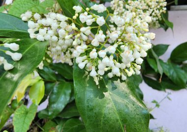 Parameria laevigata beyaz bir lateks sarmaşıktır. İnfloresans dalların sonundadır. Beyaz çiçeklerin hoş bir kokusu ve tıbbi özellikleri vardır. Süslü bir çit olarak ekilmişler..