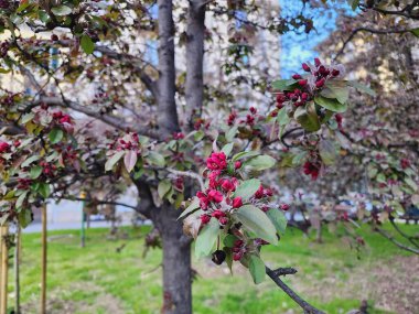 Avrupa Yengeç Elması ya da Malus Sylvestris genellikle küçük ya da orta boy yapraklara sahiptir ama beyaz ya da pembe çiçekli bir çalılığa dönüşebilir. Bir süs bitkisi olarak popülerdir..