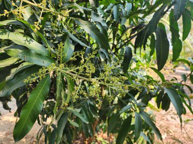 Mangifera indica, uzun, ince yeşil yaprakları olan uzun ömürlü bir ağaçtır. Çiçekler kümeler halinde çiçek açar ve birçok çeşidi vardır. Çiçekler açtığında, yemek için popüler bir meyve olan meyveyi üretirler..