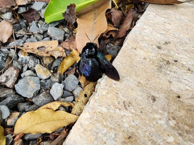 Xylocopa latipes (Marangoz Arısı), ağaç delerek yuva yapan ve genellikle çiçeklerin polenleşmesi için saklanan bir marangoz arısıdır..