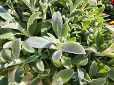 Stachys byzantina, genellikle gri ya da gümüşi beyaz tüylerle kaplanmış ve bahçelerde süs olarak yetişen uzun ömürlü bir bitkidir..