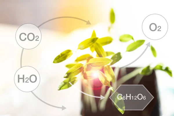 Young green plant with text and chemical formulas