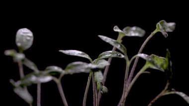 Koyu arkaplanda arka ışıklandırılmış genç domates bitkileri.