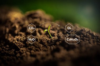 Growing plant in a garden with chemical elements placed around it