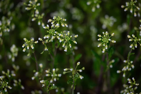 Kleines Unkraut Auf Einer Weiß Blühenden Rasenfläche — Stockfoto