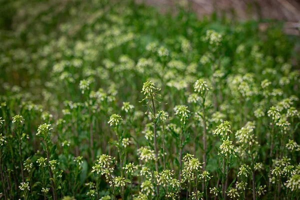 Una Hermosa Toma Una Hierba Verde Blanca Con Fondo Borroso —  Fotos de Stock
