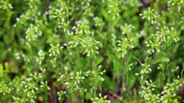Çimlerin üzerinde çiçek açan çimlerin doğal arka planı