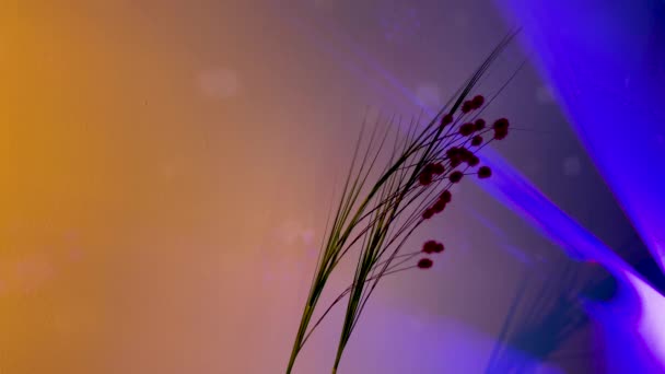 Перед Стіною Висвітлені Барвисті Вогні Сухі Рослини Довгими Стеблами Ширяють — стокове відео