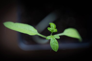 Bitki yaprağı kara toprakta büyüyor.
