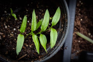 Topraktaki yeşil bitki
