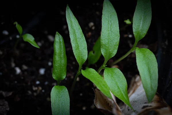 Młode Rośliny Ziemi Zielonymi Liśćmi — Zdjęcie stockowe