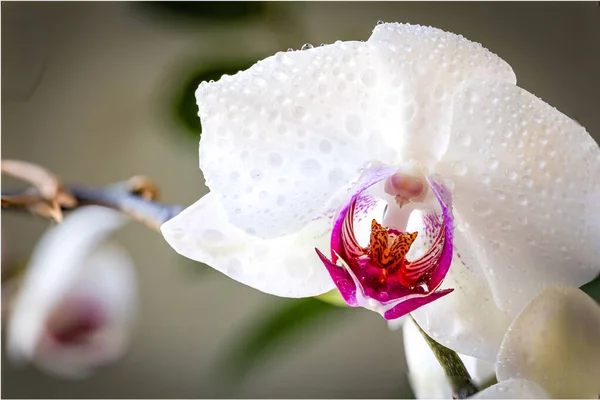 Orchidea Virág Egy Ágon Harmatcseppekkel Háttérben Egy Sárga Fehér Virágok — Stock Fotó