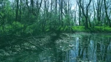Kentucky, Lexington 'daki Gazi Park Ormanı' ndaki doğal küçük göletin üzerinde yükseliyor ve geri çekiliyor. Mavi sükunet sahnesinde ağaçlar arasından ışık huzmeleri çekiliyor..