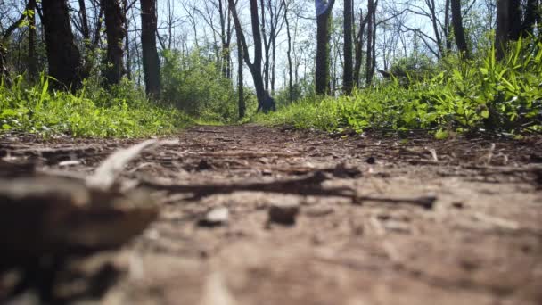 Sudut Pandang Yang Rendah Dari Jalur Hiking Hutan Taman Veteran — Stok Video