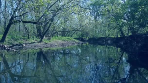 Ponto Vista Barco Sobre Pequeno Rio Uma Floresta — Vídeo de Stock