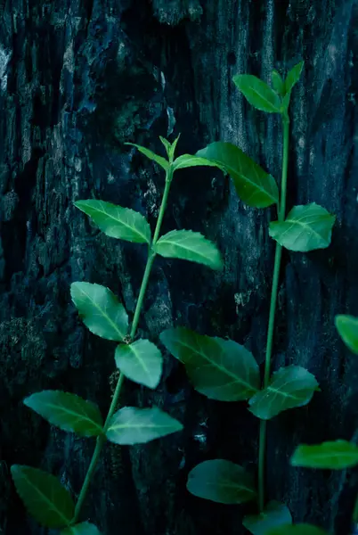 Όμορφα Πράσινα Φύλλα Στη Φύση Χλωρίδα — Φωτογραφία Αρχείου