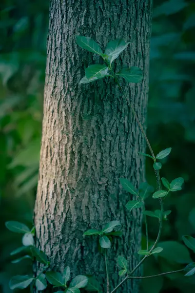 Nahaufnahme Eines Stammes Eines Grünen Baumes — Stockfoto