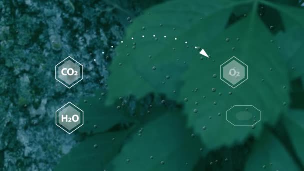Нефокусированный Ботанический Фон Графикой Химических Элементов Участвующих Фотосинтезе — стоковое видео