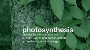 Fotosentezden üretilen oksijeni temsil eden kabarcıklı yaprak ve sarmaşıkların botanik arka planı.  