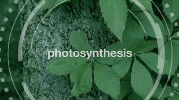 植物の背景と回転円の中央にある 光合成 というタイトル — ストック動画