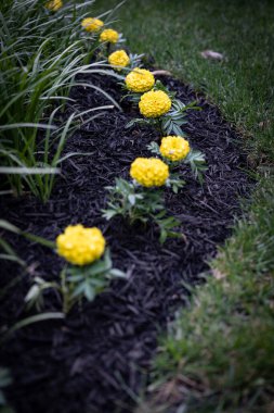 Bir çimenliğin karmaşık peyzajı, uzun otların güzelliğini yakalar. Sararmış çiçeklerin zarif kıvrımlarıyla sarmalanır..
