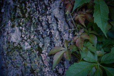 Ağaç gövdesinin yüzeyinde asma yaprakları