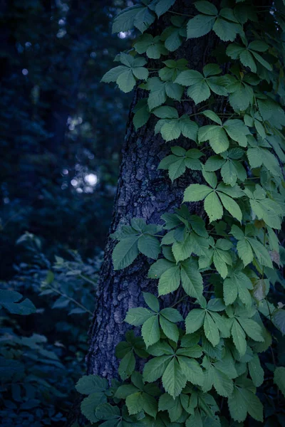 Folhas Brilhantes Uma Fábrica Volta Casca Árvore — Fotografia de Stock
