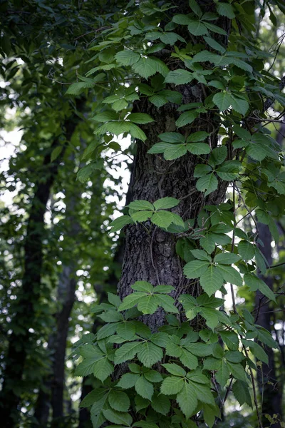 Tronco Árbol Con Hojas Verdes Árbol Joven Bosque — Foto de Stock