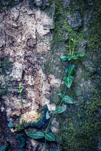 Натуральний Фон Зображує Дрібні Лози Рослини Піднімаються Вгору Корі Дерев — стокове фото