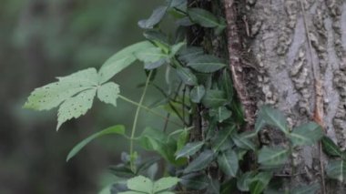 Ağaç gövdesi yapraklarını takip ederek.